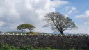 Menai Straight Trees