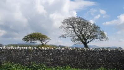 Menai Straight Trees