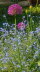 Alliums and more