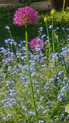 Alliums and more