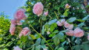 Front Garden Roses