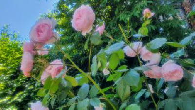 Front Garden Roses