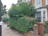 Triffid Hedge