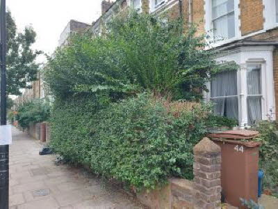 Triffid Hedge