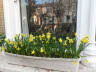 Spring comes to our windowbox