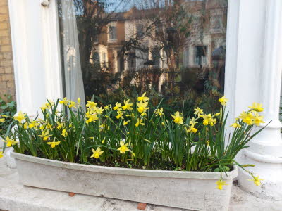 Spring comes to our windowbox
