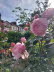 Our front garden roses
